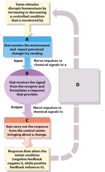 If the diagram represented a feedback loop for thermoregulation which part would represent the brain?