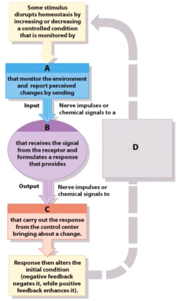 Which part represents the muscles and blood vessels?  