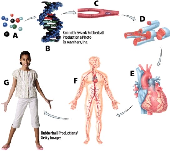 Which of the following would be placed at the same hierarchical level as the heart (labeled E)?