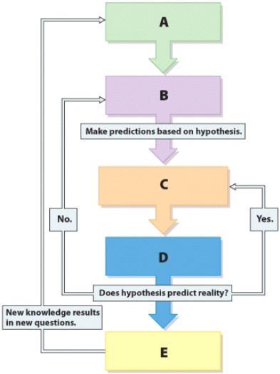 Which step in the scientific method is represented by label A?