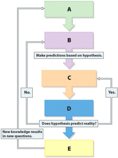 Which step in the scientific method is represented by label D?