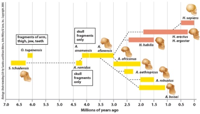 <strong>The fossil record shows that the common ancestor of H.erectus and H.habilis is: </strong> A)A. africanus. B)H. sapien. C)A. afarensis. D)A. robustus.