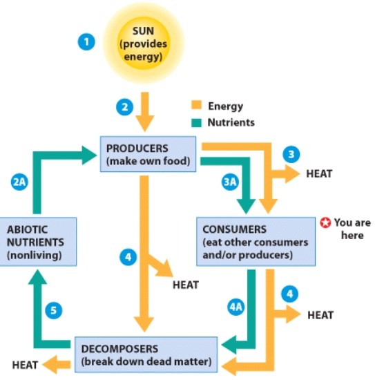 <strong>Where do humans fit into the ecosystem? </strong> A)Abiotic nutrients B)Consumer C)Producers D)Decomposers