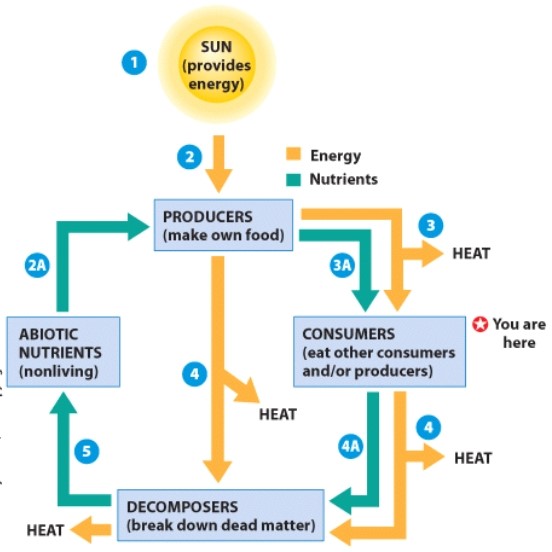 <strong>Which level in the process diagram represents chemical cycling only? </strong> A)Consumer B)Producer C)Decomposer D)Abiotic Nutrients