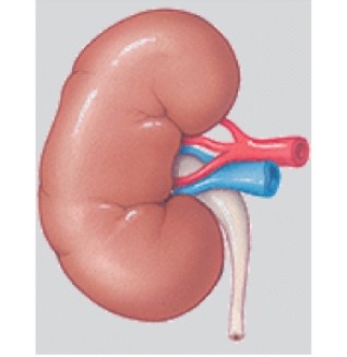<strong>The system in the illustration functions to: </strong> A)receive and process information. B)regulate long term changes. C)cycle nutrients through the body. D)maintain fluid balance and purification.