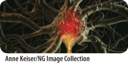 <strong>Identify the main function of the system in the photo. </strong> A)Barrier and thermal regulation B)Protection and support C)Information processing D)Regulation of long-term changes