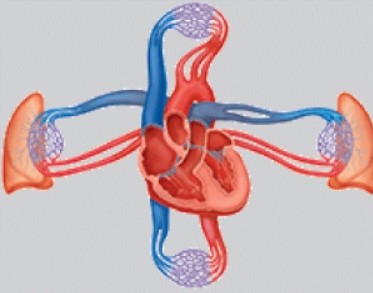 <strong>The system in the illustration functions to: </strong> A)provide support and movement. B)perpetuate the species. C)pump nutrients, oxygen, carbon dioxide, and chemical messengers throughout the body. D)cycle gases into and out of the body.