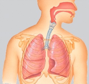 <strong>The system in the illustration functions to: </strong> A)provide support and movement. B)perpetuate the species. C)pump nutrients, oxygen, carbon dioxide, and chemical messengers throughout the body. D)cycle gases into and out of the body.