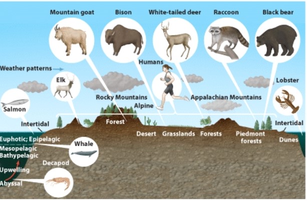 <strong>In this picture the animal with the largest biogeographic range is the: </strong> A)white tailed deer. B)mountain goat. C)human. D)elk.