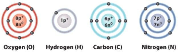 <strong>What does the number 6 mean in this diagram? </strong> A)The weight of a carbon atom B)The number of protons in a carbon atom C)The number of electrons in a carbon ion D)How many bonds carbon will form