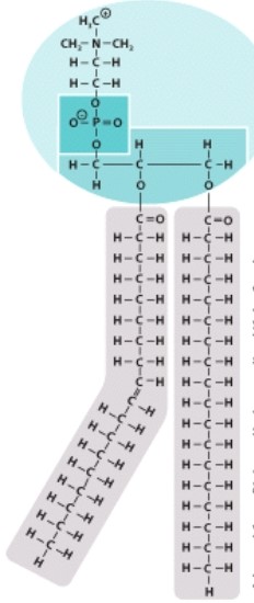 <strong>Which type of organic molecule is pictured here? </strong> A)Carbohydrate B)Lipid C)Nucleic acid D)Protein