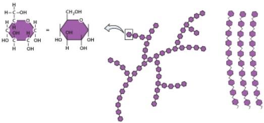 <strong>Why is this organic molecule important in living organisms? </strong> A)Structural component for most parts of a cell B)Stores genetic information C)Insulation D)Biological energy
