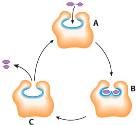 <strong>What does the letter A represent in this diagram? </strong> A)Enzyme B)Energy C)Products D)Substrates