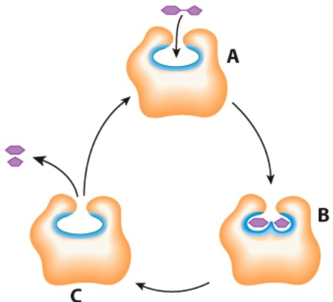 <strong>What does the letter C represent in this diagram? </strong> A)Enzyme B)Product C)Substrate D)Acid