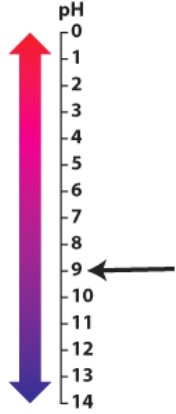 <strong>The arrow is pointing to a pH that is: </strong> A)acidic. B)neutral. C)basic. D)a buffer.