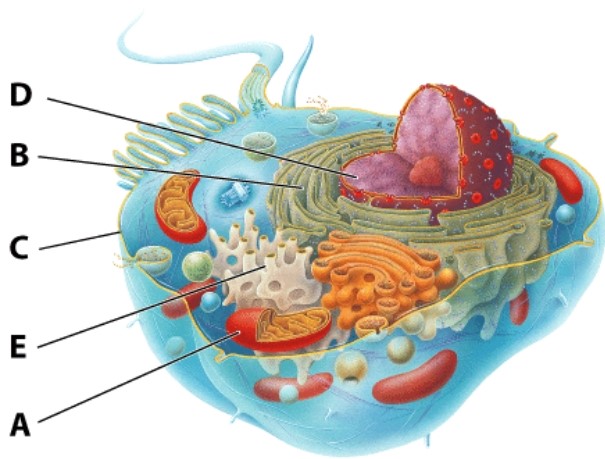 <strong>In the diagram of the cell shown here,the organelle responsible for ATP production is labeled as:  </strong> A)A B)B C)C D)D <div style=padding-top: 35px> 