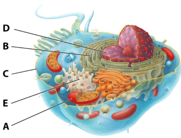 <strong>In the diagram of the cell shown here,the organelle that determines the overall structure of animal cells is labeled as:  </strong> A)A B)C C)D D)E <div style=padding-top: 35px> 