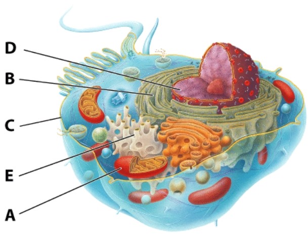 <strong>In the diagram of the cell shown here,the organelle responsible for the synthesis of fatty acids and steroid hormones is labeled as:  </strong> A)A B)C C)E D)F <div style=padding-top: 35px> 