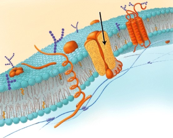 <strong>What is the function of the part of the cell membrane that the arrow is pointing to below?  </strong> A)It improves the fluidity of the membrane. B)It provides a passage for the transport of ions. C)It defines the cell as belonging to the body. D)It creates a hydrophobic barrier to aqueous solutes. <div style=padding-top: 35px> 