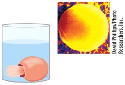 <strong>This figure demonstrates the result of placing a cell in a (an)____________ solution.  </strong> A)hypotonic B)hypertonic C)isotonic D)hyperosmotic <div style=padding-top: 35px> 