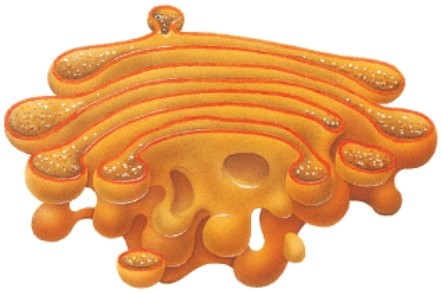 <strong>Name the structure in this illustration.  </strong> A)flagella B)golgi C)centrioles D)lysosome <div style=padding-top: 35px> 