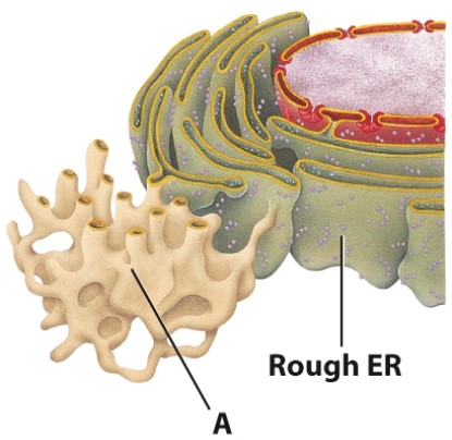 <strong>The obvious structural difference between the two structures shown below is:  </strong> A)the lack of ribosomes on A. B)the lack of ribosomes on B. C)the lack of lipids on A. D)the lack of lipids on B. <div style=padding-top: 35px> 