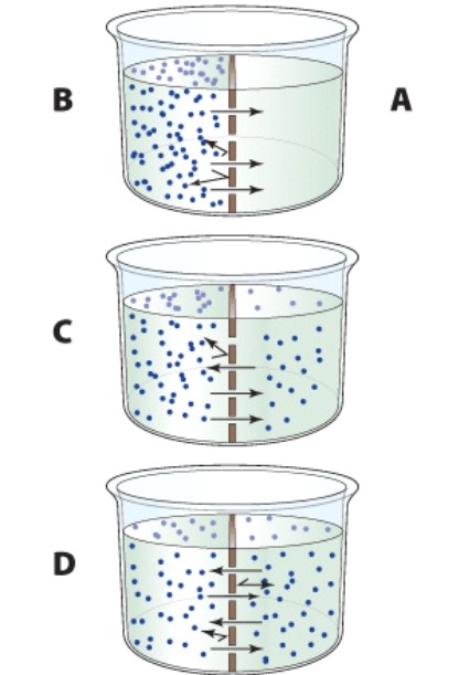<strong>Net diffusion has stopped in which image?  </strong> A)A B)B C)C D)D <div style=padding-top: 35px> 