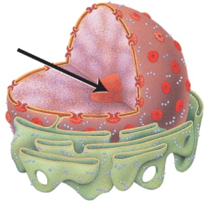 <strong>What does the structure indicated by the arrow represent?  </strong> A)Nuclear envelope B)Nuclear pore C)Chromatin D)Nucleolus <div style=padding-top: 35px> 