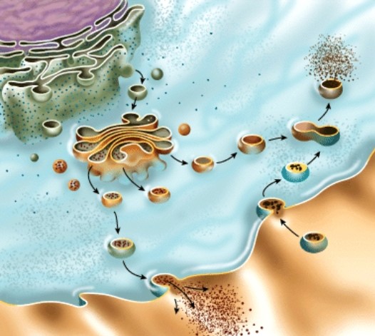 <strong>What is the name of the process shown in this figure?  </strong> A)Active transport B)Facilitated diffusion C)Osmosis D)Diffusion <div style=padding-top: 35px> 