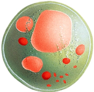 <strong>The organelle shown below often functions in what process?  </strong> A)Protein production B)Digestion C)Support D)Lipid synthesis <div style=padding-top: 35px> 
