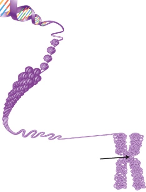 <strong>The arrow is pointing to the region where the two chromosome arms are held together.This is referred to as the ______.  </strong> A)spindle apparatus. B)cleavage furrow. C)chromatin. D)centromere. <div style=padding-top: 35px> 