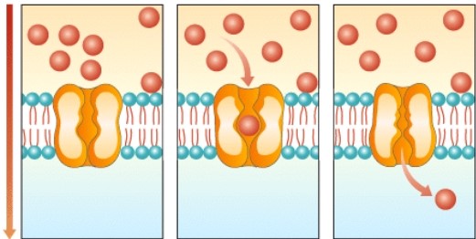 <strong>What process is shown in the diagram below?  </strong> A)Osmosis B)Active transport C)Facilitated diffusion D)Exocytosis <div style=padding-top: 35px> 