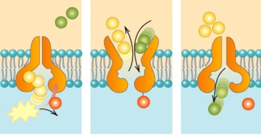 <strong>What process is shown in the diagram below?  </strong> A)Osmosis B)Active transport C)Facilitated diffusion D)Exocytosis <div style=padding-top: 35px> 