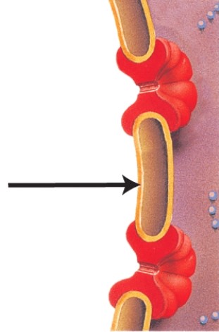 <strong>In the diagram below,what structure is indicated by the arrow?  </strong> A)Chromatin B)Nuclear pore C)Nuclear envelope D)Nucleolus <div style=padding-top: 35px> 