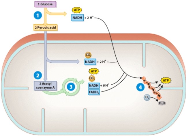 <strong>In the diagram below,which process releases the most ATP?  </strong> A)1 B)2 C)3 D)4 <div style=padding-top: 35px> 