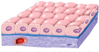 <strong>What would this type of epithelium be called? </strong> A)Simple cuboidal B)Simple columnar C)Simple squamous D)Stratified squamous
