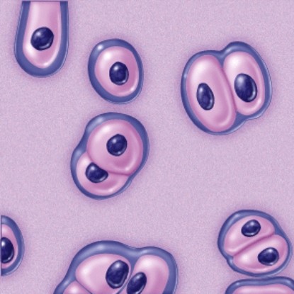 <strong>What type of connective tissue is this? </strong> A)Elastic cartilage B)Areolar connective tissue C)Hyaline cartilage D)Adipose tissue