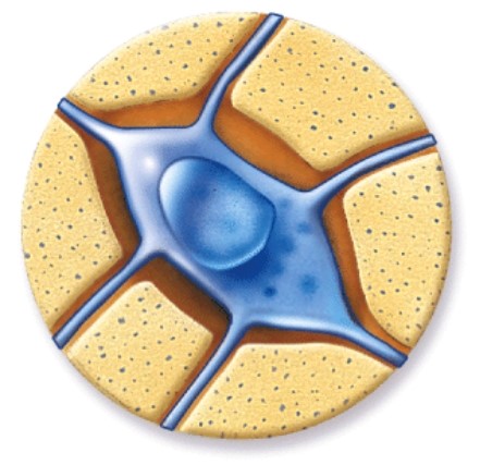 <strong>What is the name of the tissue where you would find this? </strong> A)Bone B)Hyaline cartilage C)Skeletal muscle D)Nervous