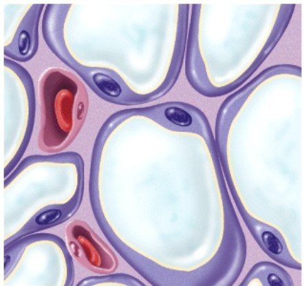 <strong>What is the name of this connective tissue? </strong> A)Adipose tissue B)Bone tissue C)Dense regular connective tissue D)Smooth muscle