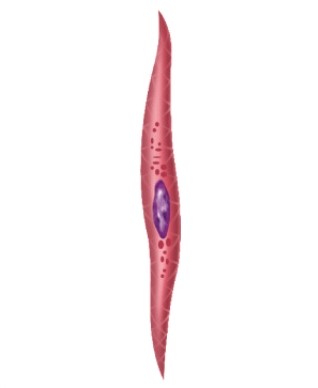 <strong>Where would you find this type of muscle fiber? </strong> A)Attached to bone B)In the digestive tract C)As part of the biceps brachii muscle D)In the heart