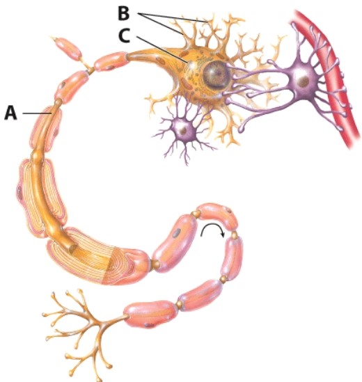 <strong>What does part A of the neuron do? </strong> A)Transmits impulses B)Contains the nucleus and other organelles C)Receives impulses D)Supports the neuron