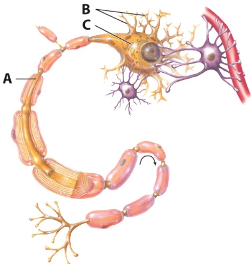 <strong>Which of the following is the name of B? </strong> A)Axon B)Dendrites C)Cell body D)Neuroglia