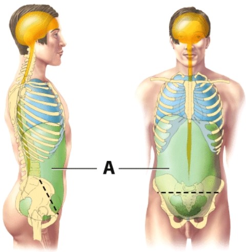 The cavity indicated by the letter A in the diagram is the thoracic cavity.