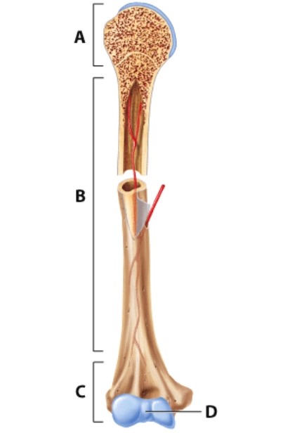 <strong>In the illustration,the diaphysis is indicated by the letter: </strong> A)A. B)B. C)C. D)D.