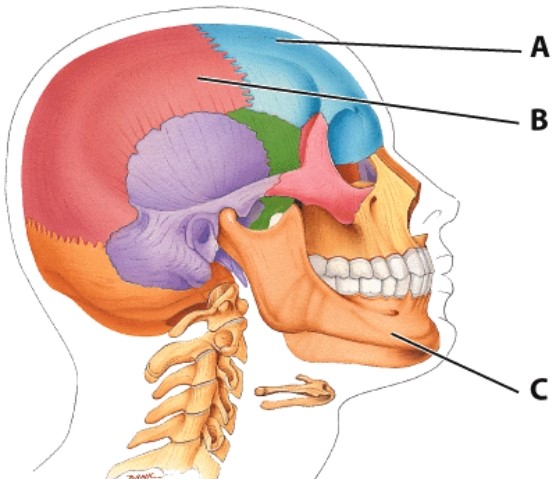 <strong>What bone is labeled A? </strong> A)Zygomatic bone B)Frontal bone C)Parietal bone D)Temporal bone