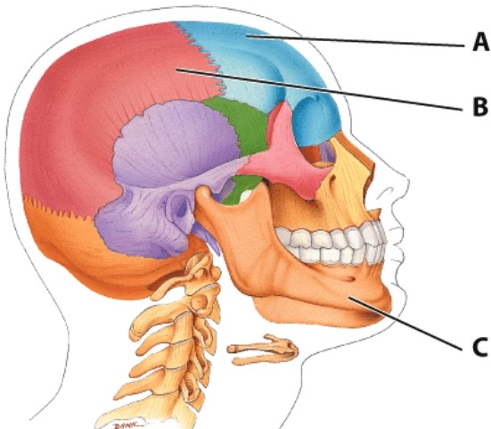 <strong>What bone is labeled B? </strong> A)Parietal bone B)Maxilla bone C)Mandible D)Temporal bone