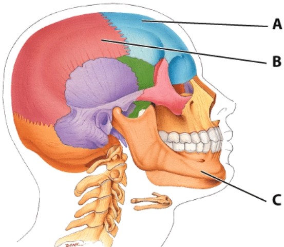 <strong>What bone is labeled C? </strong> A)M axilla B)Zygomatic bone C)Mandible D)Occipital bone
