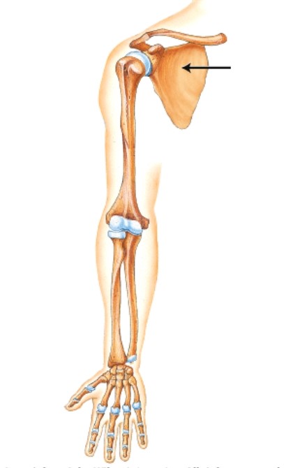 <strong>Which bone is indicated by the arrow? </strong> A)Clavicle B)Scapula C)Humerus D)Radius