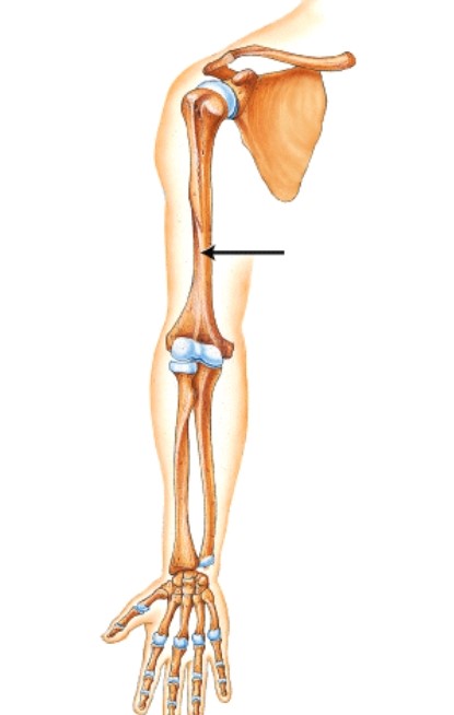 <strong>Which bone is indicated by the arrow? </strong> A)Clavicle B)Scapula C)Humerus D)Ulna