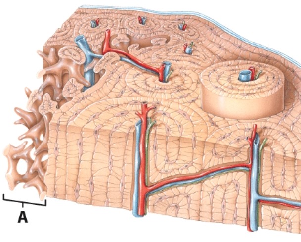 <strong>What kind of bone structure is labeled A? </strong> A)Spongy B)Compact C)Osteocyte D)Periosteum